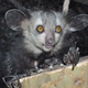 An aye-aye